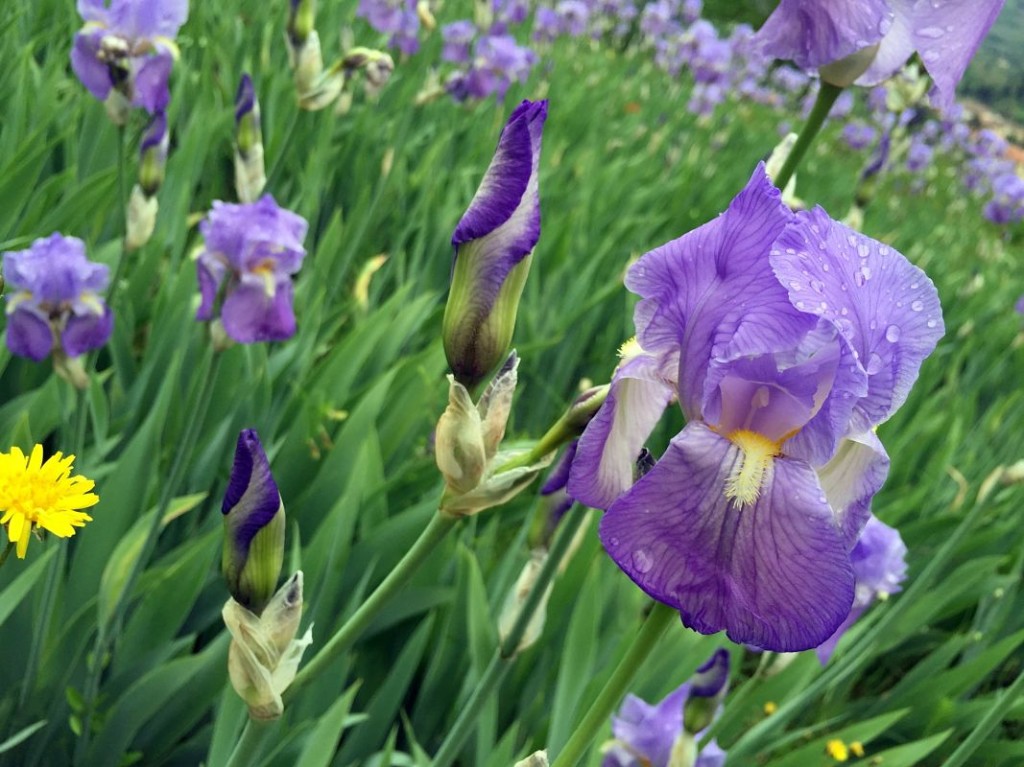 Iris flowers San Polo in Chianti Pruneti