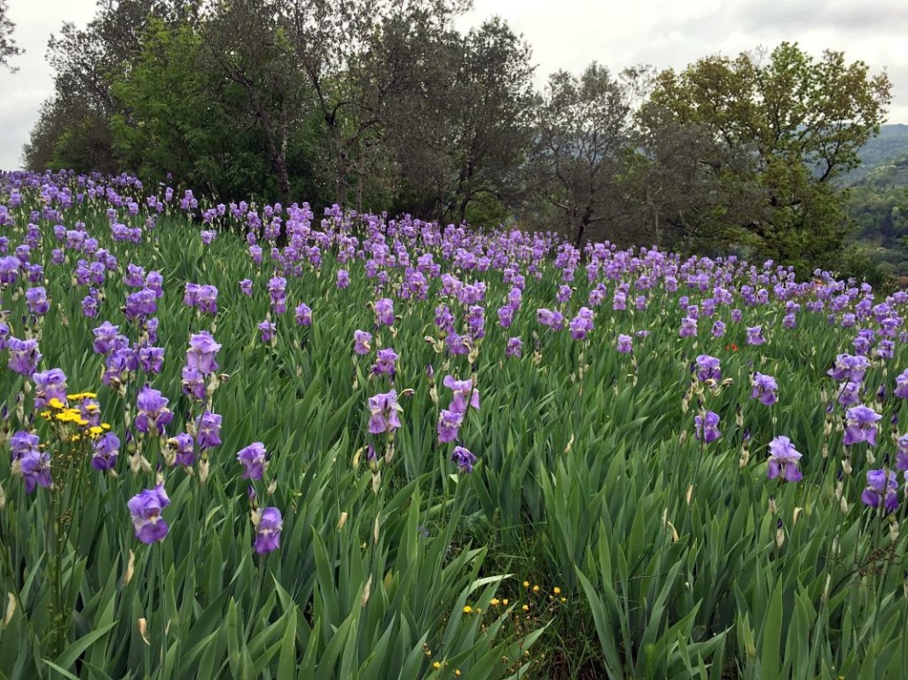 Iris Flowers Chianti San Polo